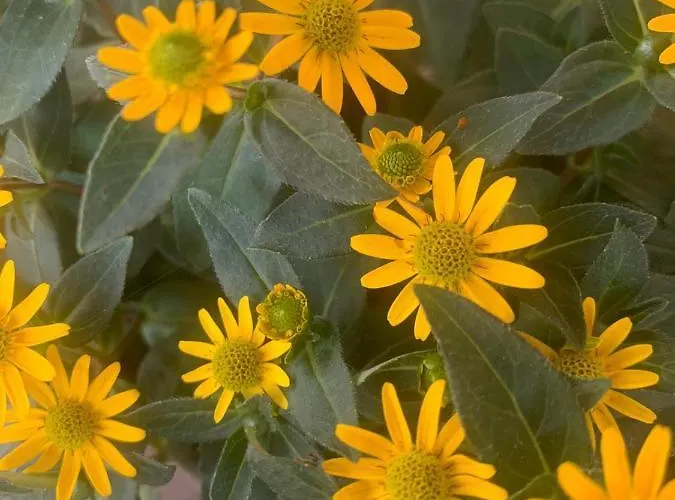 Hinterseer ゲストハウス